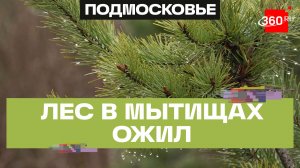 Вторая жизнь для лесов спустя 10 лет: итоги акции «Наш лес. Посади свое дерево» подвели в Мытищах