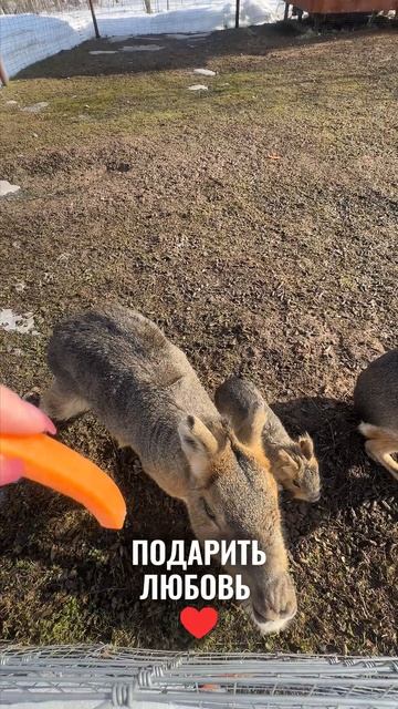 Приходите за частичкой любви ежедневно с 10:00 до 19:00 
