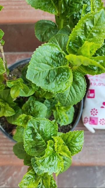 Подкормка крупнолистных гортензий