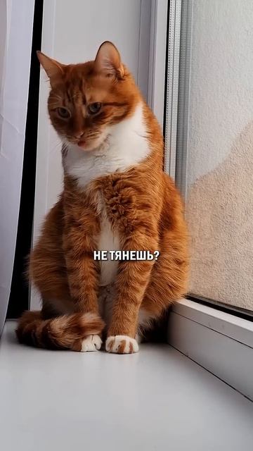 Сколько должен зарабатывать хозяин кота? кот котик кошка