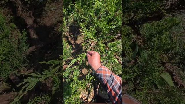 Можжевельник: искусство «невидимой» обрезки