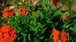 Сборник душевных песен о любви 2026