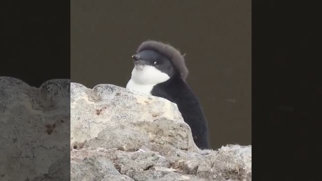 Видео от Красноярская тайга. Фотоловушки