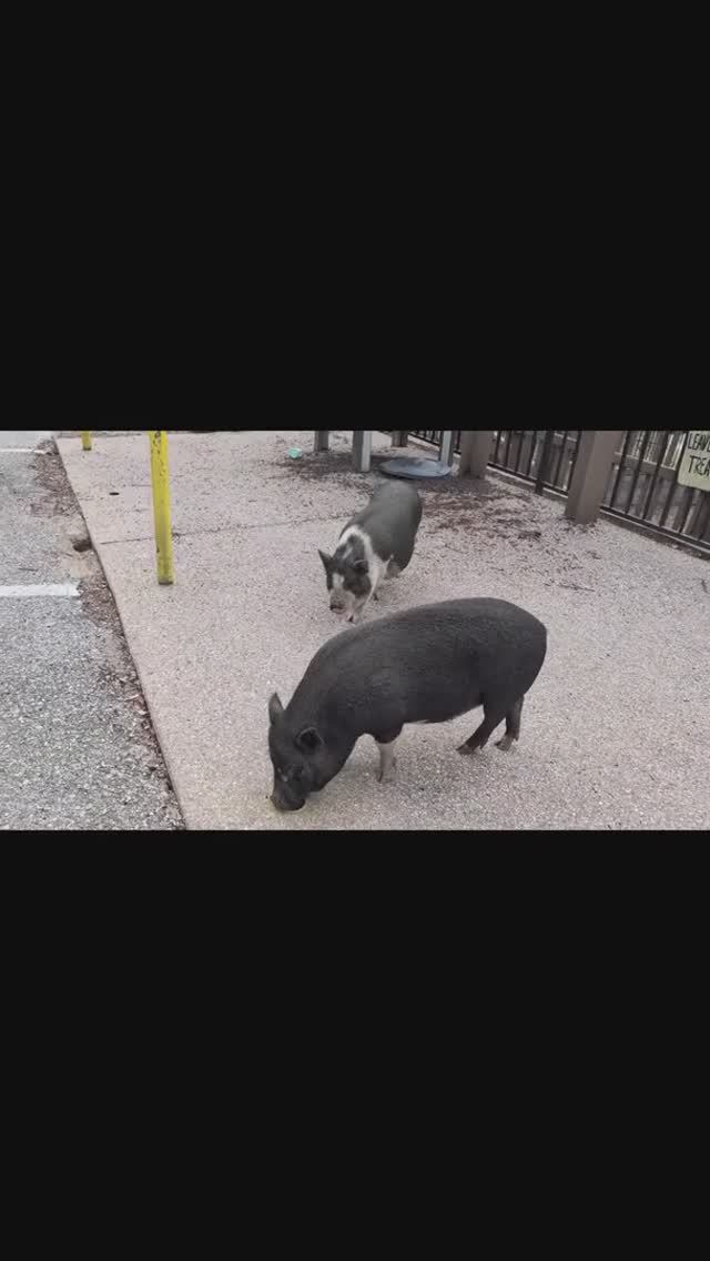 Бродячие свиньи в Топанге: Местная легенда