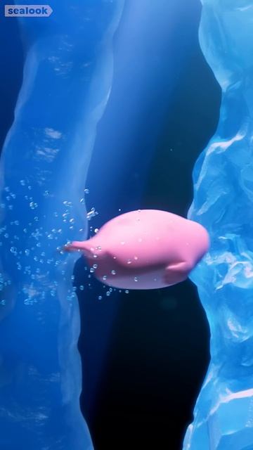 Морские Котики Флирт водорослей