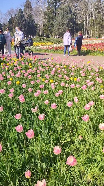ВЕСНА море тюльпанов