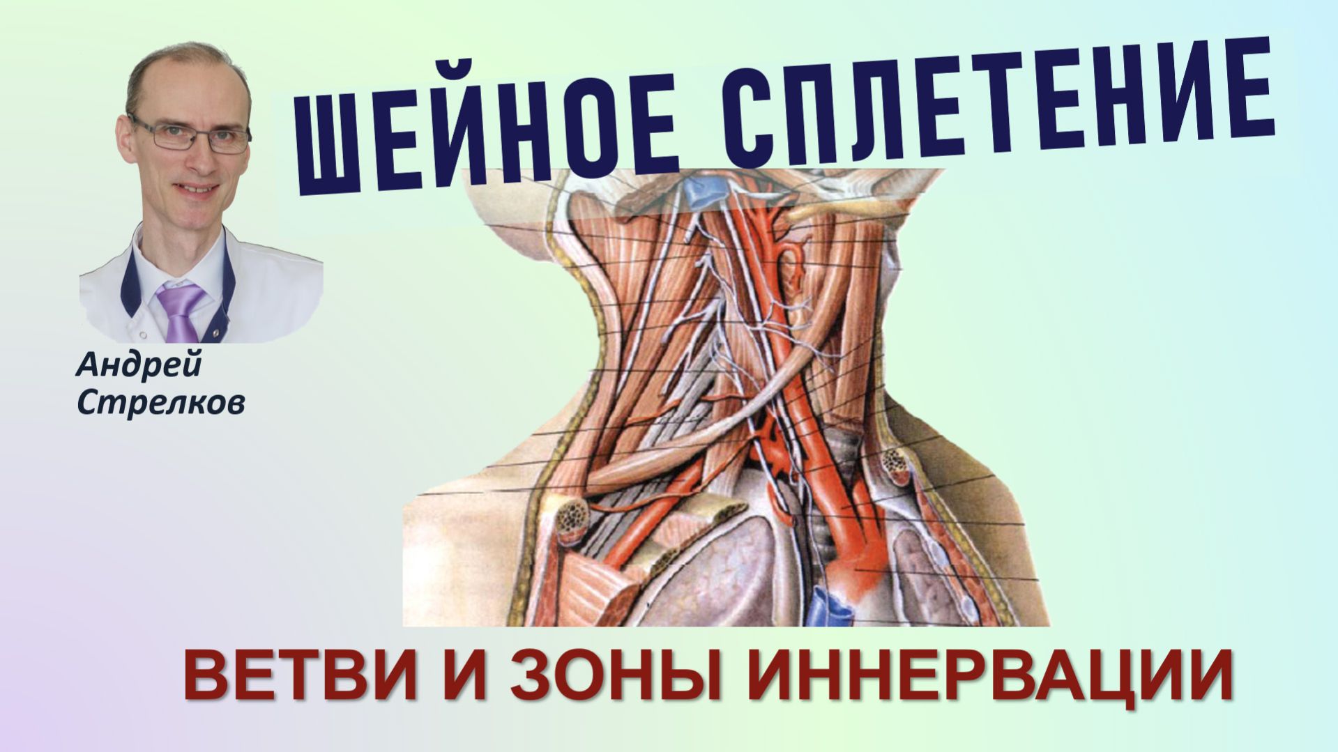 Шейное сплетение. Ветви и зоны иннервации наглядное пособие