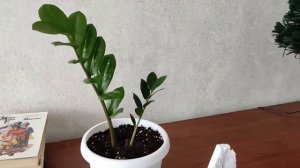 Мой домашний садик. Проблемы с гибискусом.