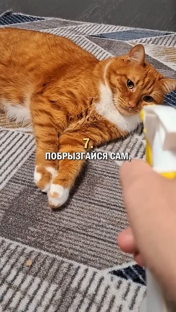 13 Правил жизни кота #кот #котик #кошка