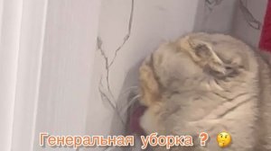 А ВАША КОШКА ТАК ДЕЛАЕТ ⁉️😂