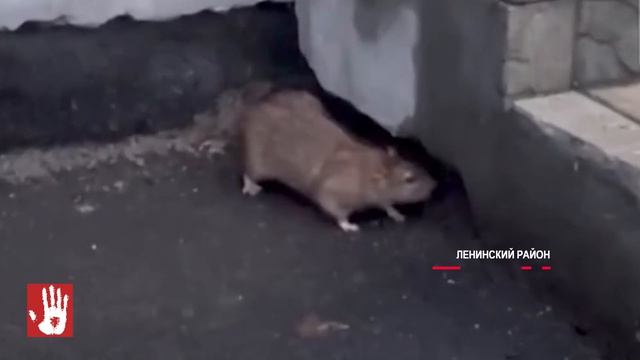 Полчища крыс заполонили дворы в Ленинском районе