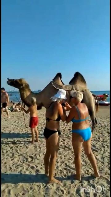 Верблюд 🐪 на пляже.