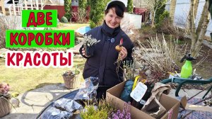 ШТАМБОВЫЕ РОЗЫ - не устояла! Обрезка вересков. Как прорастить георгины и канны?