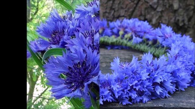 Васильки ретро