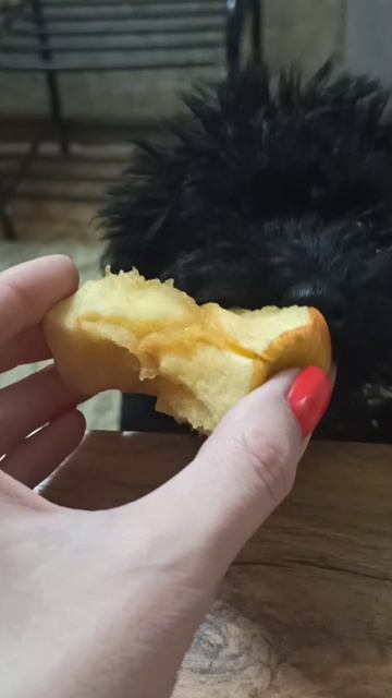 Прикольная собачка Айза. 😄🐩