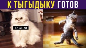 К ТЫГЫДЫКУ ГОТОВ!) Приколы с котами