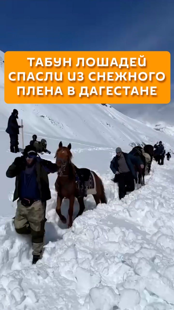 Табун лошадей спасли из снежного плена в Дагестане