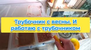 Трубочник с весны. И работаю с трубочником