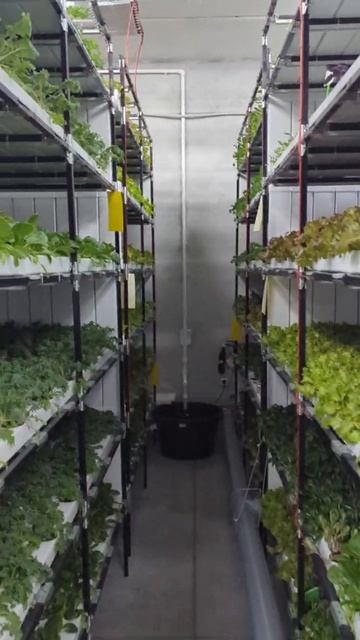 Меж стеллажный обдув на вертикальной ферме