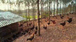 Как вырастить 2000 кур в горах. Поэтическая куриная ферма