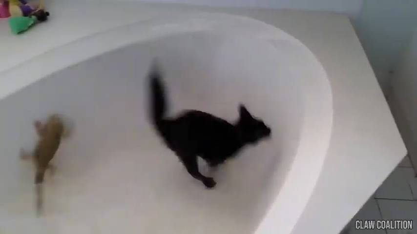 Эта Кошка Эволюционирует в Рыбу - Перезалив