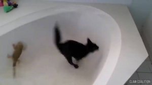 Эта Кошка Эволюционирует в Рыбу - Перезалив