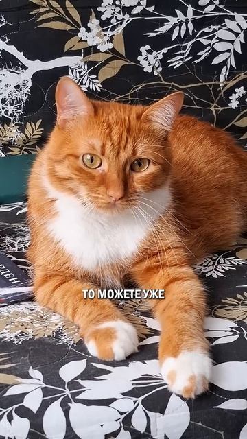 Как влюбить кошатника? тесткотом