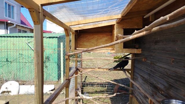 Ворон Гриша. Спецвыпуск. Как он у меня появился.