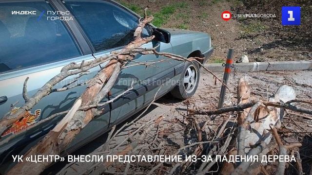 УК «Центр» внесли представление из-за падения дерева