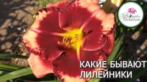 КАКИЕ БЫВАЮТ ЛИЛЕЙНИКИ