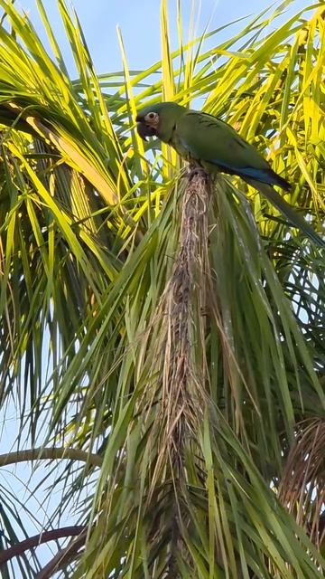 Каштановолобый ара (Ara severus) в Каракасе