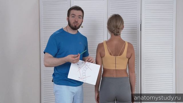 Угол Кобба: как по снимку понять степень сколиоза