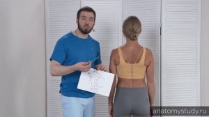 Угол Кобба.Сколиоз