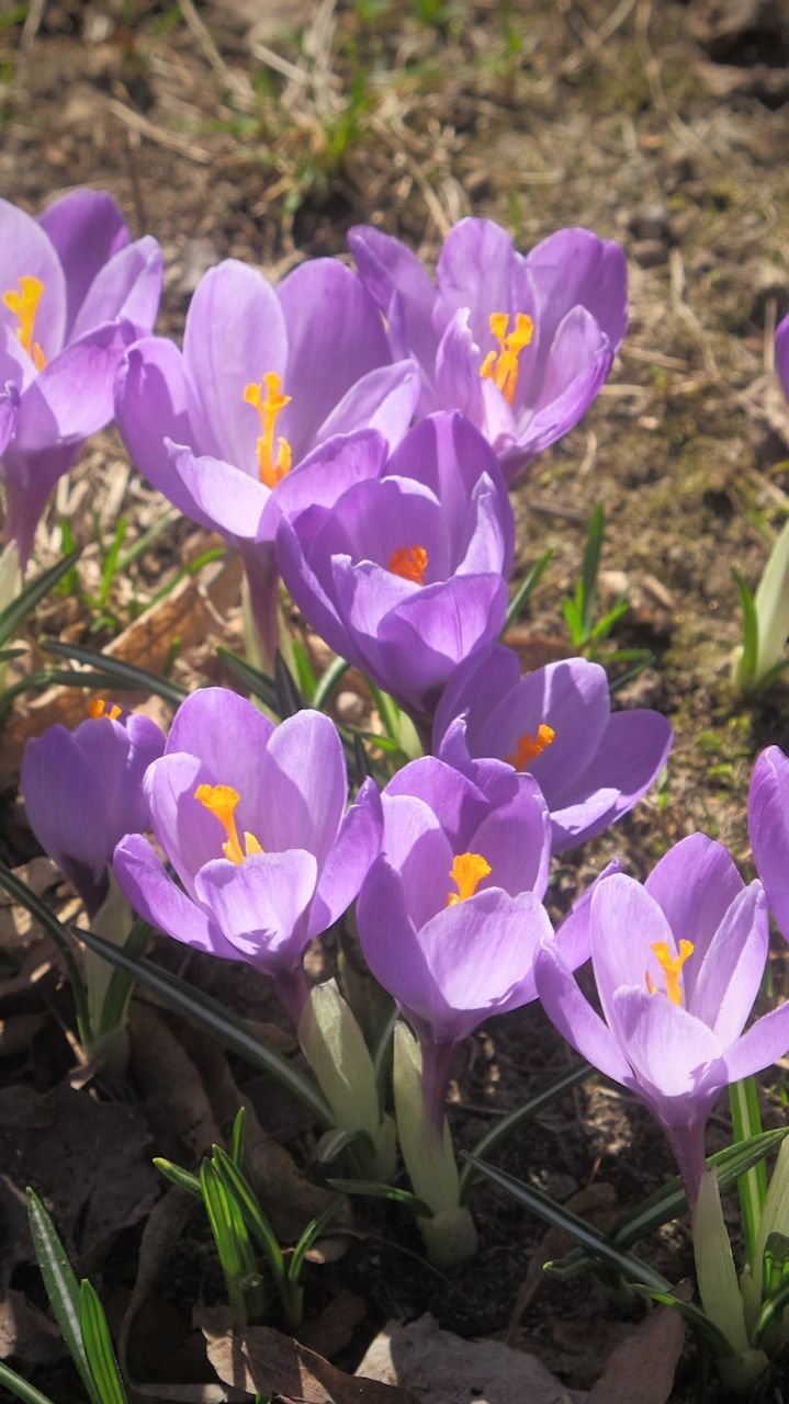 Крокусы часть 3