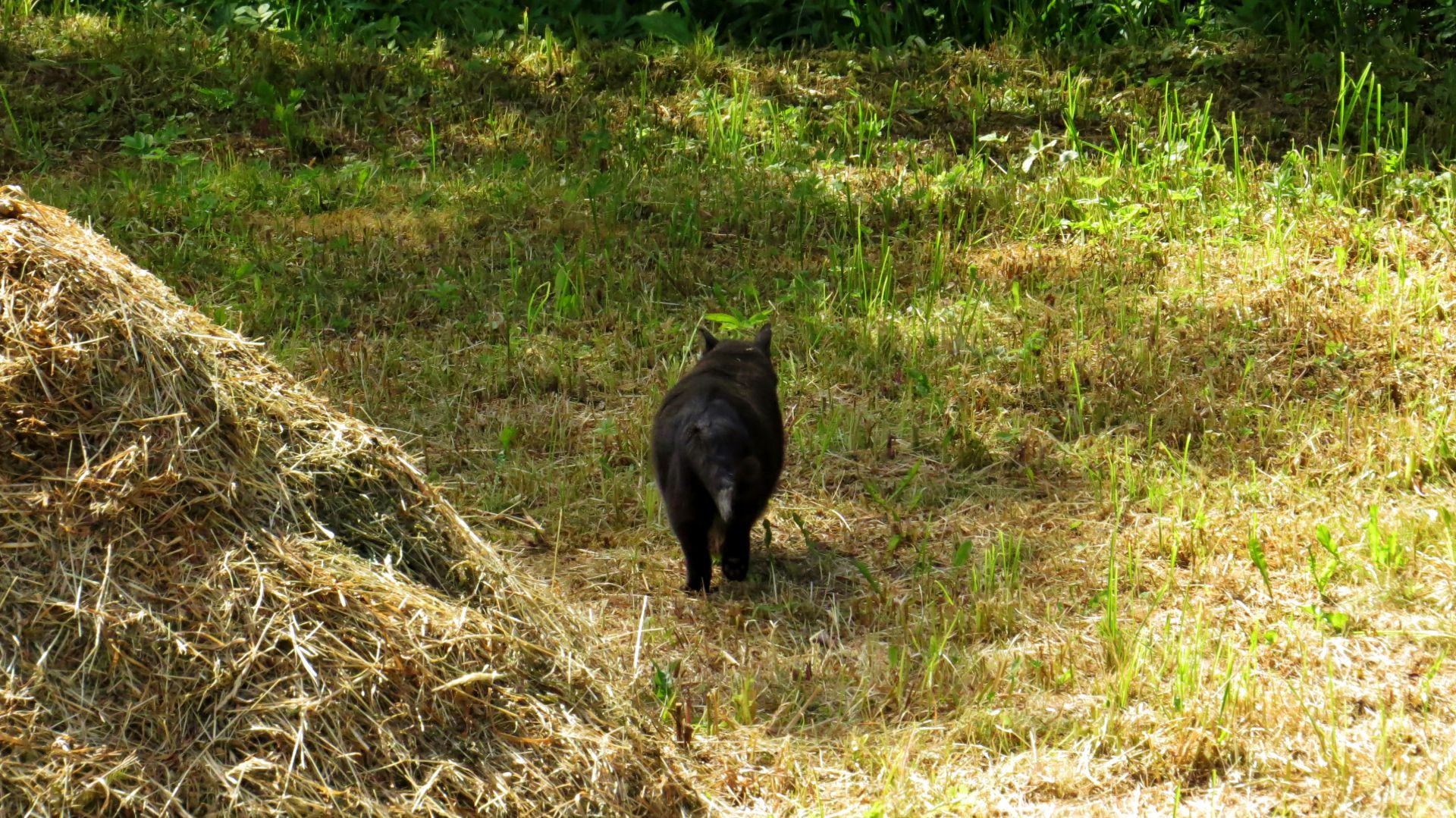 Что скосили уберём а не скошенное съедим...