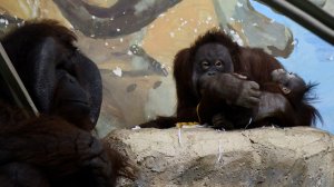 Орангутаны. Бату, Мишель и малышка Бушель