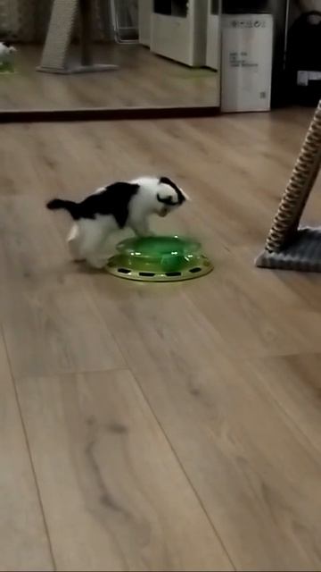 Малыш Роки играет