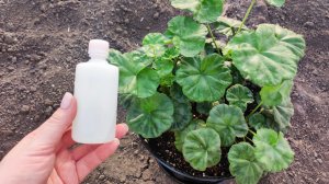 Герань мощно двинется в рост. Полейте простым средством!