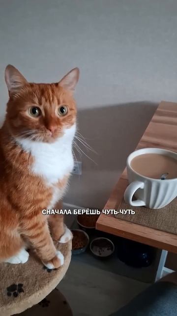 Кот как алкоголь #коты