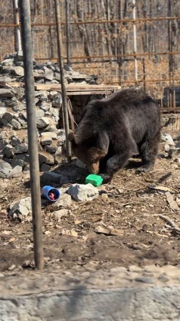 МЯСО, РЫБА и КАША: БУРЖУЙ ВЫХОДИТ НА ТРОПУ ОБЕДА!
