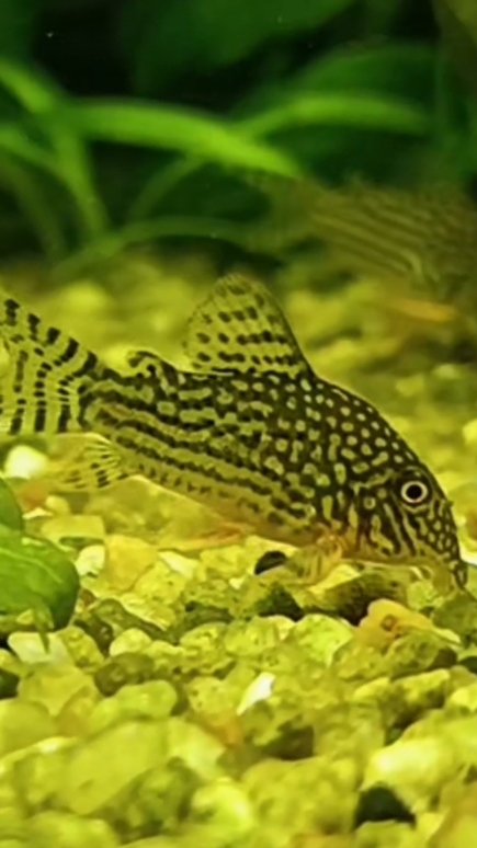 Аквариумная рыбка Коридорас Штерба! Наш адрес г.Курск проспект победы д10 вывеска Аквариумистика