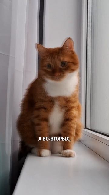 Утро и кошки кот