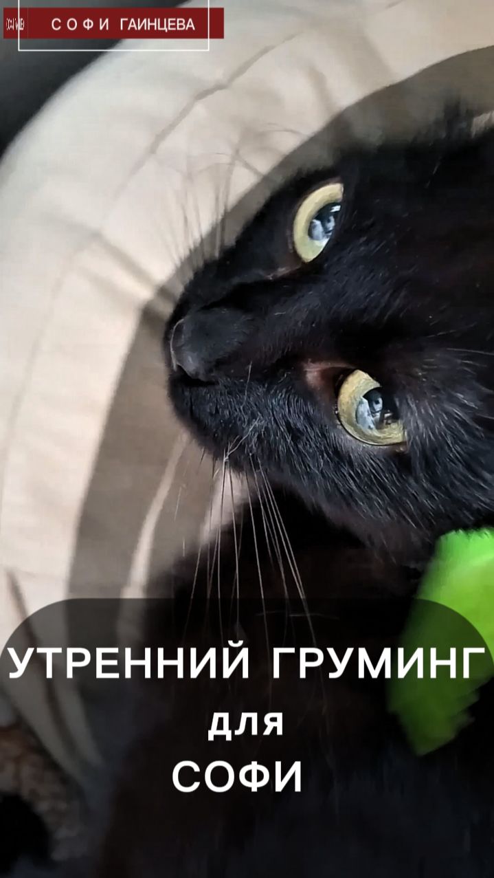 Утренний, легкий груминг для моих кошечек
Мама говорила Софи не любит причесываться, у нас их чешет