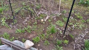 Иду домой и расскажу как все есть мысли в слух!  И что в саду сейчас