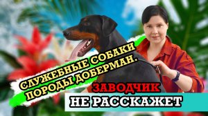 Служебные собаки породы доберман. Какими качествами должны обладать? Домашний питомник доберманов.