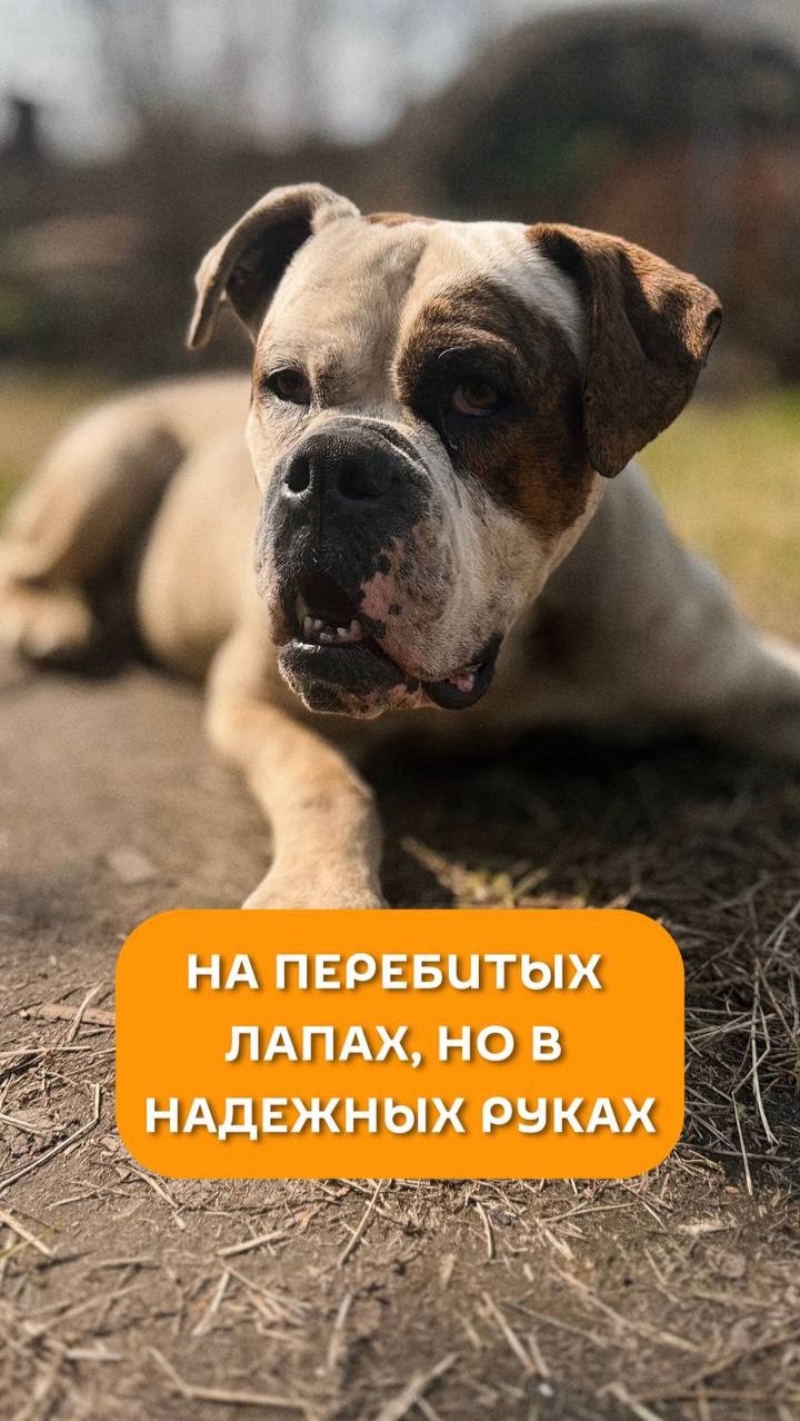 На перебитых лапах но в надежных руках