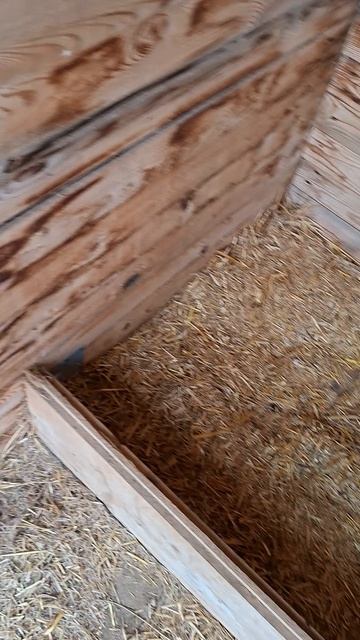 Собачьи апартаменты #собака #собаки #алабай #алабайвидео #среднеазиатскаяовчарка #волкодав