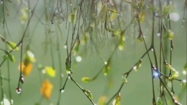 Апрельский Дождь.