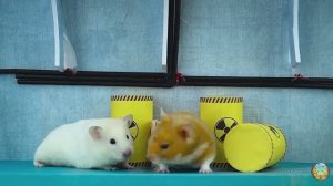 Хомячок убегает из опасного лабиринта огненных шаров! часть 4