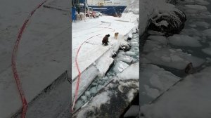 СИВУЧИ НА КАМЧАТКЕ
#СИВУЧИ 
#КАМЧАТКА